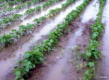 Standing water in rows of crops